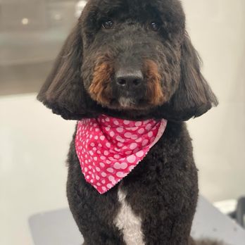 The Pet Necessities - Harley Quinn - Pet Groomers Near Me