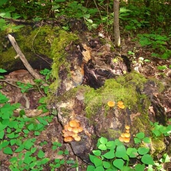 Natural Bridge State Park - Hotels Near Me - Slade, Kentucky Natural Bridge State Park - Hotels Near Me - Slade, Kentucky