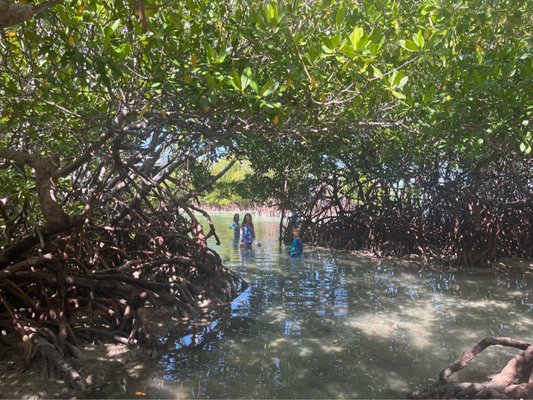 Playa La Jungla by null