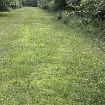 Stepping Stone Falls - Deer in meadow - Parks Near Me - Flint, Michigan Stepping Stone Falls - Deer in meadow - Parks Near Me - Flint, Michigan
