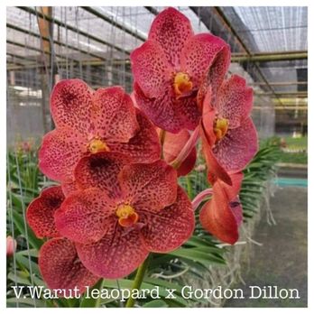 Goodwin Orchids - Nurseries & Gardening Near Me - Leesburg, Florida Goodwin Orchids - Nurseries & Gardening Near Me - Leesburg, Florida
