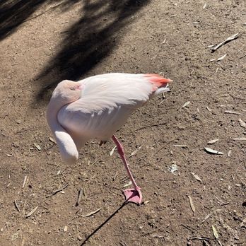 Phoenix Zoo - Zoos Near Me - Phoenix, Arizona Phoenix Zoo - Zoos Near Me - Phoenix, Arizona