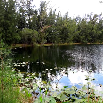 Silver Lakes Rotary Nature Park - The shoreline of the lake, as seen from the path. - Parks Near Me - Davie, Florida Silver Lakes Rotary Nature Park - The shoreline of the lake, as seen from the path. - Parks Near Me - Davie, Florida