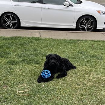 Cali K9 - Chancealot_brt - Pet Training Near Me - San Jose, California