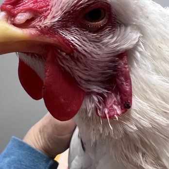 Medical Center For Birds - Checkers - Veterinarians Near Me - Oakley, California Medical Center For Birds - Checkers - Veterinarians Near Me - Oakley, California
