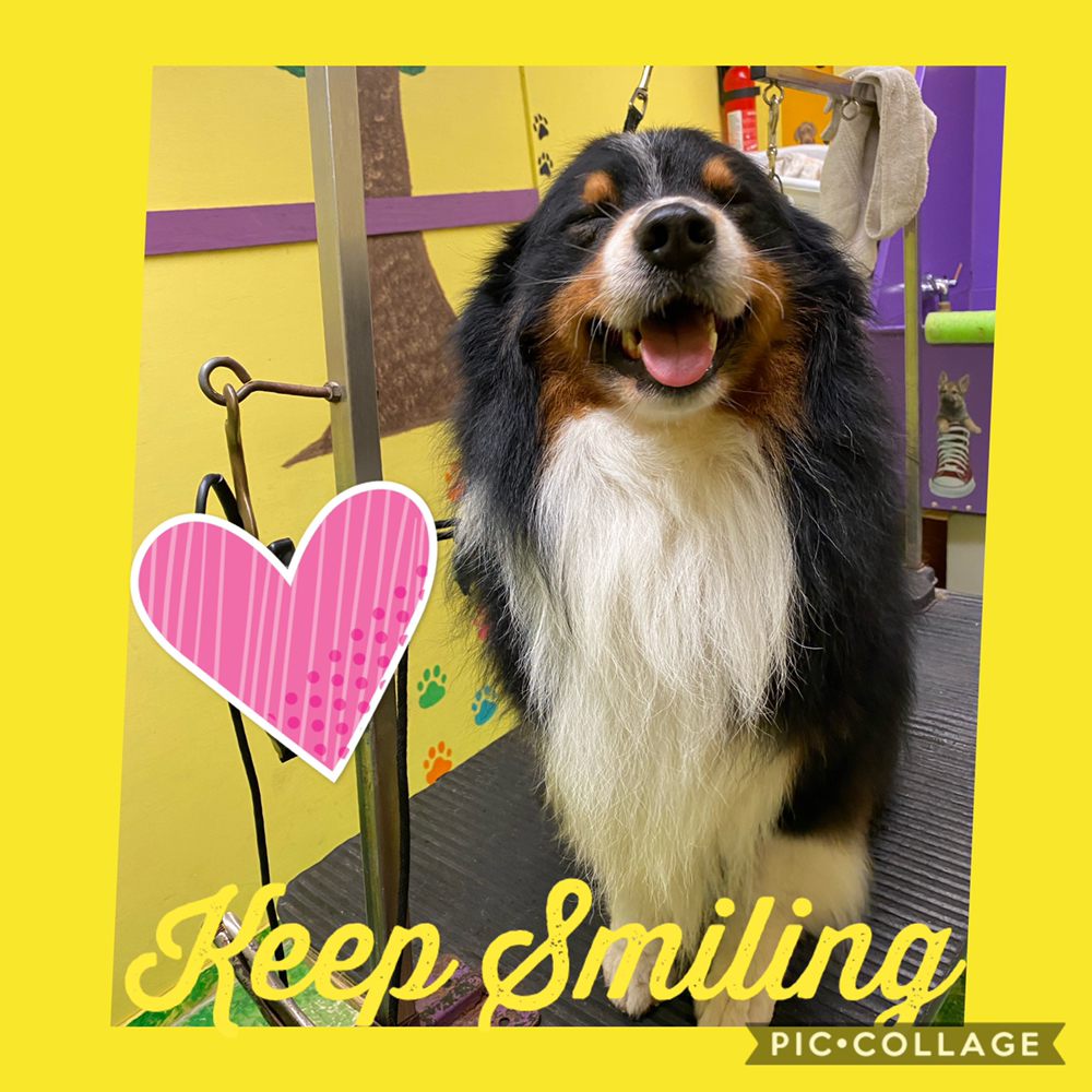 THE GROOVY GROOMERS Updated September 2024 95 Photos Columbia, South Carolina Pet