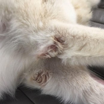 Pets Inn Suites - Injuries - Pet Groomers Near Me - Braselton, Georgia