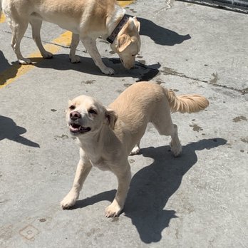 Doggin' Around Daycare - Pet Sitting Near Me - Ventura, California