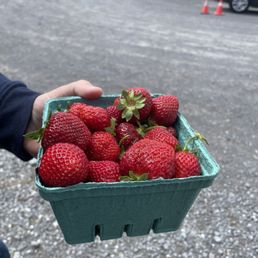 Fresh Strawberries Fresh Strawberries