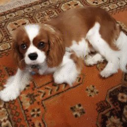 We didn't take any before shots, but here's an after shot...two paws up for WAGS!