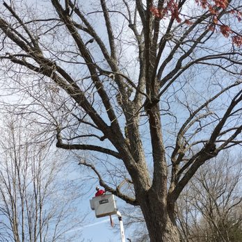 Timberlimb Tree Service - Boom Truck - Tree Services Near Me Timberlimb Tree Service - Boom Truck - Tree Services Near Me