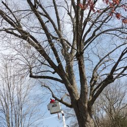 Timberlimb Tree Service - Boom Truck