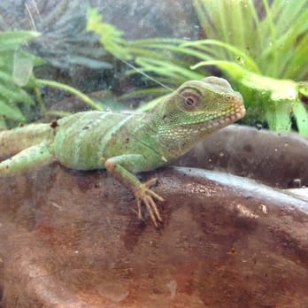 PetSmart - Fell in love with a Chinese water dragon. Who knew they were so interactive? - Pet Stores Near Me - Dallas, Texas PetSmart - Fell in love with a Chinese water dragon. Who knew they were so interactive? - Pet Stores Near Me - Dallas, Texas