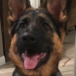 Gorgeous German Shepherd from Top Shepherd