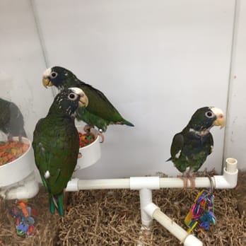Bird Jungle - Pet Stores Near Me - Scarsdale, New York