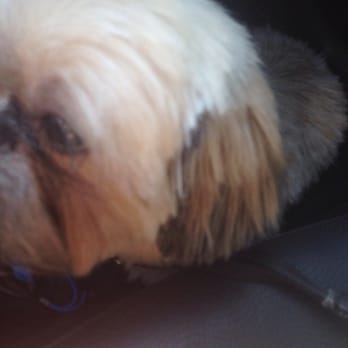 PetSmart - Left my dog with chopped up ears... - Pet Stores Near Me - Brea, California