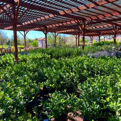 Star Nursery