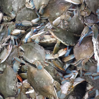 Atlantic Seafood Retail Market - Crab still moving - Seafood Markets Near Me - Hampstead, North Carolina Atlantic Seafood Retail Market - Crab still moving - Seafood Markets Near Me - Hampstead, North Carolina