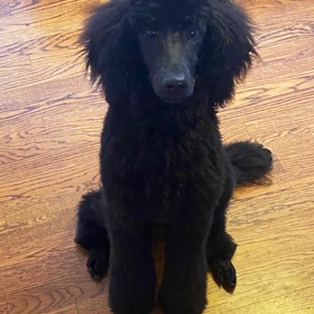 Hai Max Pet Grooming - This is our puppy Lu-Lu!! She loves this place and the customer service is amazing - Pet Sitting Near Me - Louisville, Kentucky Hai Max Pet Grooming - This is our puppy Lu-Lu!! She loves this place and the customer service is amazing - Pet Sitting Near Me - Louisville, Kentucky