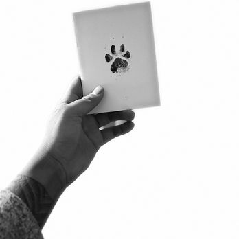 Pets Resting In Peace - Paw - Pet Cremation Services Near Me - Richmond , California Pets Resting In Peace - Paw - Pet Cremation Services Near Me - Richmond , California