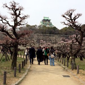 大阪城公園梅林 80 Photos 18 Reviews Parks 中央区大阪城 大阪市 大阪府 Japan Phone Number 大阪城公園梅林 80 Photos 18 Reviews Parks 中央区大阪城 大阪市 大阪府 Japan Phone Number