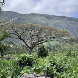Waipi'o Valley