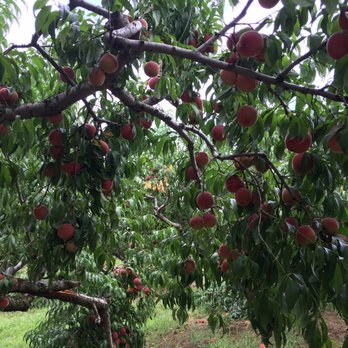 Battleview Orchards - So many peaches!!! - Pick Your Own Farms Near Me - Freehold, New Jersey