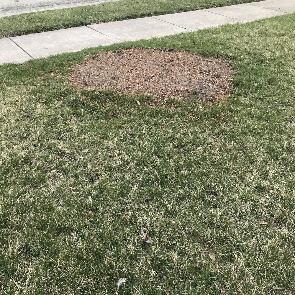 R&C Tree And Landscaping services - Large tree GONE! Grounded stump replaced! Thanks - Tree Services Near Me - Lawrence, Indiana