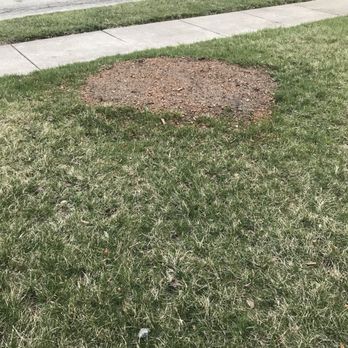 R&C Tree And Landscaping services - Large tree GONE! Grounded stump replaced! Thanks - Tree Services Near Me - Lawrence, Indiana