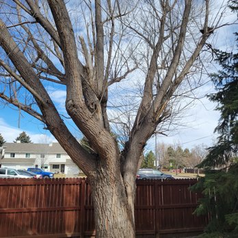 Roy's Tree Service - Tree Services Near Me - Loveland, Colorado Roy's Tree Service - Tree Services Near Me - Loveland, Colorado