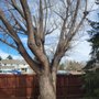 Photo of Roy's Tree Service