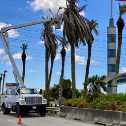 Tree Fellers - Trimming palm trees for the city of Freeport