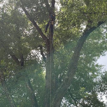 All Seasons Tree Service - Tree Services Near Me All Seasons Tree Service - Tree Services Near Me