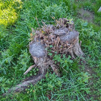 Tony's All Tree Service - One of my two stumps removed. - Tree Services Near Me