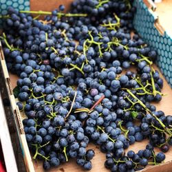 Adam's Vineyard 亞當葡萄園