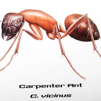 Advantage Pest Services - This large ant is sometimes known as a Bull Ant.  Tend to be on the move at dusk & dawn. - Pest Control Near Me - Ormond Beach, Florida