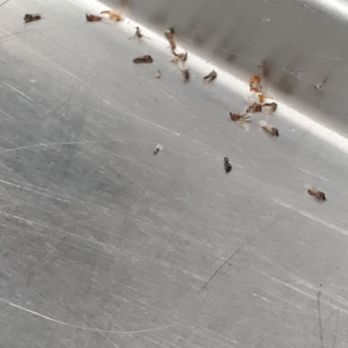 Rally's - Dead bugs on the counter. - Burgers Near Me - Spring Valley, California