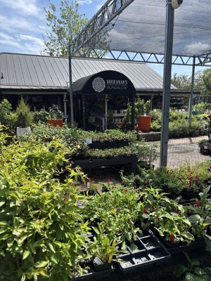 Buchanan's Native Plants by null