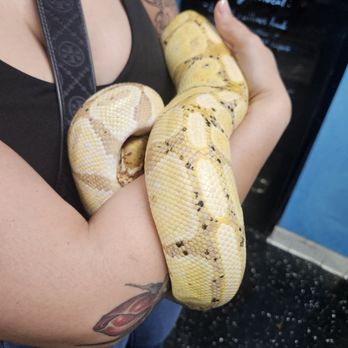 Gx3 Reptiles - Banana Python - Reptile Shops Near Me - Sacramento, California
