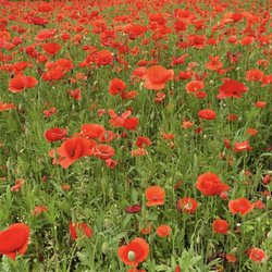 Middle Springs Farm - Beautiful poppies.