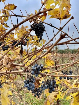 Black Stallion Estate Winery by null