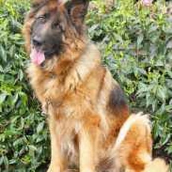 Willamette Animal Rescue - Animal Shelters Near Me Willamette Animal Rescue - Animal Shelters Near Me