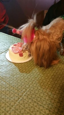 Amelie's Bark Shop by null