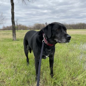 Sam Houston Trail Park - Dog standing in watery grass at Sam Houston Trail Park. - Parks Near Me - Irving, Texas Sam Houston Trail Park - Dog standing in watery grass at Sam Houston Trail Park. - Parks Near Me - Irving, Texas