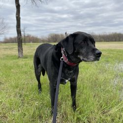 Sam Houston Trail Park - Dog standing in watery grass at Sam Houston Trail Park.
