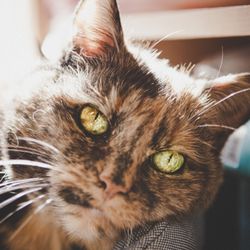 Westbrook Veterinary Hospital - Princess Munchie - Hospital Supervisor