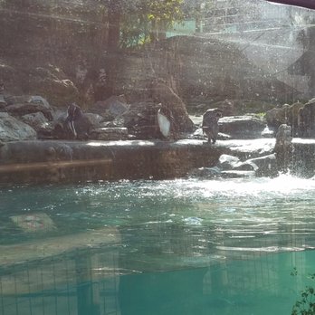 Zoológico Metropolitano - Penguins! - Recreation Centers Near Me - Santiago, RM