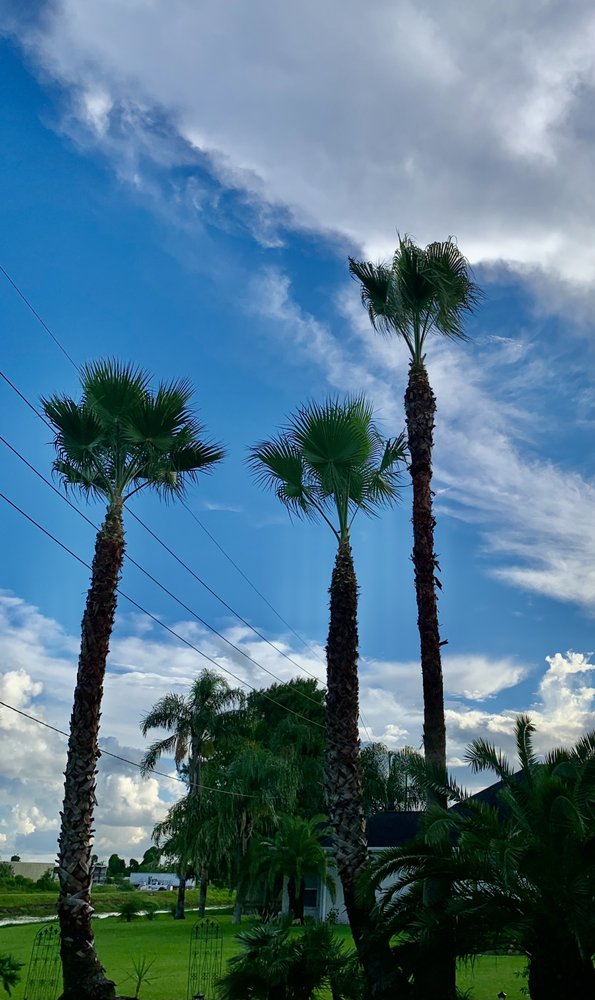 KEVIN’S TREE SERVICE Updated June 2024 13 Photos Luling