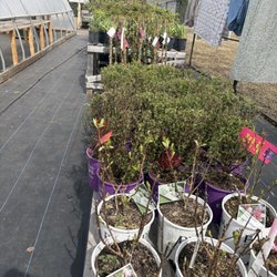 Atkins Growers Greenhouse