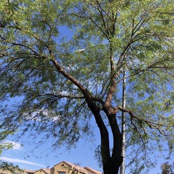 Treepro - Mesquite tree - Tree Services Near Me - Las Vegas, Nevada Treepro - Mesquite tree - Tree Services Near Me - Las Vegas, Nevada